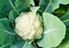 ਫੁੱਲ ਗੋਭੀ ਦੇ ਪੱਤੇ ਪ੍ਰੋਟੀਨ ਅਤੇ ਖਣਿਜਾਂ ਨਾਲ ਭਰਪੂਰ ਹੁੰਦੇ ਹਨ