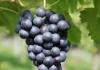 ਕਾਲੇ ਅੰਗੂਰ ਸਿਰਫ਼ ਸਵਾਦ ਹੀ ਨਹੀਂ ਸਗੋਂ ਸਿਹਤ ਦਾ ਖ਼ਜ਼ਾਨਾ ਵੀ ਹਨ