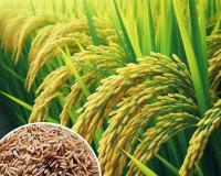 ਮੰਡੀਆਂ ‘ਚ ਝੋਨੇ ਦੀ ਆਮਦ 100 ਲੱਖ ਮੀਟਰਿਕ ਟਨ ਤੋਂ ਪਾਰ; 97 ਲੱਖ ਮੀਟਰਿਕ ਟਨ ਦੀ ਹੋਈ ਖਰੀਦ