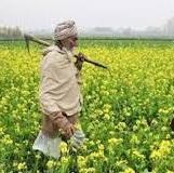 ਬਾਗ਼ਬਾਨੀ ਵਿਭਾਗ ਦੀ ਮਦਦ ਨਾਲ ਪੌਲੀਹਾਊਸ ਖੇਤੀ ਤੋਂ 14 ਲੱਖ ਰੁਪਏ ਤੱਕ ਦਾ ਮੁਨਾਫਾ ਕਮਾ ਰਿਹਾ ਲੁਧਿਆਣੇ ਦਾ ਕਿਸਾਨ