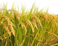 ਮਾਨ ਸਰਕਾਰ ਕਿਸਾਨਾਂ ਦੇ ਨਾਲ: ਧਾਨ ਦੀ ਇਕ-ਇਕ ਬੋਰੀ ਖਰੀਦਣ ਦਾ ਵਾਅਦਾ, ਕਿਸਾਨਾਂ ਨੂੰ ਮਿਲ ਰਹੀ ਪੂਰੀ ਕੀਮਤ