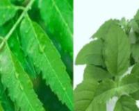 ਅੰਮ੍ਰਿਤ ਨਿੰਮ ਤੇ ਤੁਲਸੀ ਨਾਲ ਘਰ ‘ਤੇ ਹੇਅਰ ਸੀਰਮ 