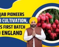 ਮਾਨ ਸਰਕਾਰ ਦੀ ਵੱਡੀ ਕਾਮਯਾਬੀ: ਪੰਜਾਬ ਲੀਚੀ ਦਾ ਨੰਬਰ-1 ਹੱਬ, ਕਿਸਾਨਾਂ ਦੀ ਆਮਦਨ 5 ਗੁਣਾ ਵਧੀ