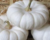 ਸਫੇਦ ਕੱਦੂ ਤੋਂ ਮਿਲਣ ਵਾਲੇ ਜਬਰਦਸਤ ਲਾਭ 