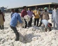 ਮਾਨ ਸਰਕਾਰ ਨੇ ਕਿਸਾਨਾਂ ਨੂੰ ਦਿੱਤੀ ਵੱਡੀ ਰਾਹਤ ! ਸਰਗਰਮ ਪਹਿਲਕਦਮੀਆਂ ਨੇ ਕਪਾਹ ਦੀਆਂ ਕੀਮਤਾਂ ₹5,700 ਤੋਂ ਵਧਾ ਕੇ ₹7,500+ ਕਰ ਦਿੱਤੀਆਂ