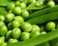 ਕਈ ਬੀਮਾਰੀਆਂ ਤੋਂ ਬਚਾਉਂਦੇ ਹਨ ਹਰੇ ਮਟਰ