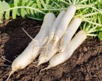 ਮੂਲੀ ਖਾਣ ਨਾਲ ਹੁੰਦੇ ਹਨ ਕਈ ਫਾਇਦੇ