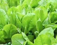 Health Tips: ਸਰਦੀਆਂ ਵਿੱਚ ਇਨ੍ਹਾਂ ਤਰੀਕਿਆਂ ਨਾਲ ਆਪਣੀ ਖੁਰਾਕ ਵਿੱਚ ਪਾਲਕ ਸ਼ਾਮਲ ਕਰੋ, ਤੁਹਾਨੂੰ ਭਰਪੂਰ ਆਇਰਨ ਮਿਲੇਗਾ