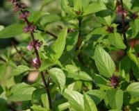 ਤੁਲਸੀ (ਪਵਿੱਤਰ ਤੁਲਸੀ) ਵਿੱਚ ਐਂਟੀਆਕਸੀਡੈਂਟ, ਸਾੜ ਵਿਰੋਧੀ, ਅਤੇ ਐਂਟੀਬੈਕਟੀਰੀਅਲ ਗੁਣ ਹੁੰਦੇ ਹਨ