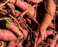 ਸ਼ਕਰਕੰਦੀ ਖਾਣ ਦੇ ਫਾਇਦੇ ਅਤੇ ਨੁਕਸਾਨ, ਸਿਹਤ ਲਈ ਵਰਦਾਨ ਹੈ ਜਾਂ ਸਾਵਧਾਨੀ ਜ਼ਰੂਰੀ