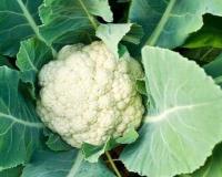 ਫੁੱਲ ਗੋਭੀ ਦੇ ਪੱਤੇ ਪ੍ਰੋਟੀਨ ਅਤੇ ਖਣਿਜਾਂ ਨਾਲ ਭਰਪੂਰ ਹੁੰਦੇ ਹਨ
