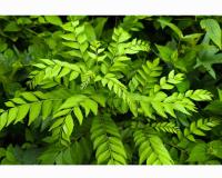 ਖਾਣੇ ‘ਚ ਸ਼ਾਮਲ ਕਰੋ ਕੜ੍ਹੀ ਪੱਤਾ,ਸਿਹਤ ਨੂੰ ਦਿੰਦੇ ਹਨ ਗਜ਼ਬ ਦੇ ਫਾਇਦੇ