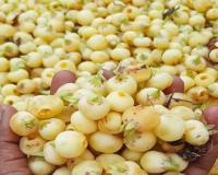 ਕੁਦਰਤ ਦਾ ਅਨਮੋਲ ਤੋਹਫਾ ਹੈ ਮਹੂਆ ਦੇ ਫੁੱਲ