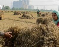 ਹਰਿਆਣਾ ਸਰਕਾਰ ਨੇ ਹਾੜੀ (ਰਬੀ) ਦੀਆਂ ਫਸਲਾਂ ਦੀ ਖਰੀਦ ਲਈ ਤਿਆਰੀਆਂ ਮੁਕੰਮਲ ਕਰ ਲਈਆਂ ਹਨ