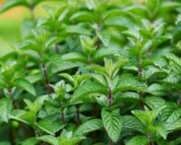 ਗਰਮੀਆਂ ਵਿੱਚ ਕਿਉਂ ਖਾਣਾ ਚਾਹੀਦਾ ਹੈ ਪੁਦੀਨਾ?