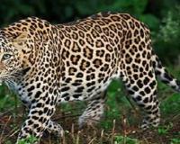 ਚੰਡੀਗੜ੍ਹ ਅਤੇ ਇਸ ਦੇ ਆਲੇ-ਪਾਸੇ ਦੇ ਰਿਹਾਇਸ਼ੀ ਇਲਾਕਿਆਂ ਵਿੱਚ ਤੇਂਦੂਏ ਦੇ ਦੇਖੇ ਜਾਣ ਦੀ ਖ਼ਬਰ ਨੇ ਸਥਾਨਕ ਲੋਕਾਂ ਵਿੱਚ ਭਾਰੀ ਦਹਿਸ਼ਤ ਪੈਦਾ ਕਰ ਦਿੱਤੀ ਹੈ