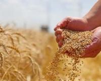 ਅਨਾਜ ਮੰਡੀ ਵਿੱਚ ਕਣਕ ਦੀ ਖਰੀਦ ਵਿੱਚ ਬੇਨਿਯਮੀਆਂ ਦੇ ਦੋਸ਼