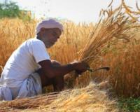 ਹਰਿਆਣਾ ਦੇ ਕਿਸਾਨਾਂ ਨੂੰ ਕੇਂਦਰ ਤੋਂ ਵੱਡੀ ਰਾਹਤ,ਕਣਕ ਦੇ ਨੁਕਸਾਨ ਦੀ ਸੀਮਾ ਇੰਨੀ ਪ੍ਰਤੀਸ਼ਤ ਵਧਾਈ ਗਈ