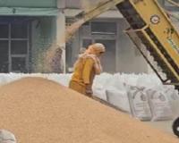 ਹਰਿਆਣਾ ਦੀਆਂ ਖਬਰਾਂ: ਅੰਬਾਲਾ ਦੇ ਬਾਜ਼ਾਰਾਂ ਵਿੱਚ ਕਣਕ ਦੀ ਭਰਵੀਂ ਆਮਦ; ਮੀਂਹ ਪਿਆ, ਹੁਣ ਪੂਰੇ ਜ਼ੋਰਾਂ 'ਤੇ ਕਣਕ ਦੀ ਚੁਕਾਈ