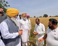 ਖੇਤੀਬਾੜੀ ਮੰਤਰੀ ਨੇ ਪਿੰਡ ਚੰਨੂ ਵਿਖੇ ਹੋਏ ਫਸਲਾਂ ਦੇ ਨੁਕਸਾਨ ਦਾ ਲਿਆ ਜਾਇਜ਼ਾ