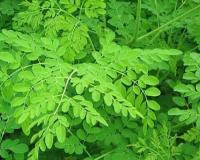 ਸੁਹੰਜਣਾ ਜਿਸ ਨੂੰ ਦੁਨੀਆ ਭਰ ਵਿੱਚ 'ਸੁਪਰਫੂਡ' ਦੇ ਨਾਮ ਨਾਲ ਜਾਣਿਆ ਜਾਂਦਾ ਹੈ