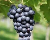 ਕਾਲੇ ਅੰਗੂਰ ਸਿਰਫ਼ ਸਵਾਦ ਹੀ ਨਹੀਂ ਸਗੋਂ ਸਿਹਤ ਦਾ ਖ਼ਜ਼ਾਨਾ ਵੀ ਹਨ