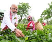 ਪ੍ਰਧਾਨ ਮੰਤਰੀ ਨਰਿੰਦਰ ਮੋਦੀ ਨੇ ਜਿਸ ਮਨੋਹਾਰੀ ਟੀ ਗਾਰਡਨ ਵਿੱਚੋਂ ਪੱਤੀਆਂ ਤੋੜੀਆਂ