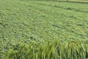 ਗੜ੍ਹੇਮਾਰੀ ਤੇ ਤੇਜ਼ ਮੀਂਹ ਕਾਰਨ ਕਿਸਾਨਾਂ ਦਾ ਹੋਇਆ ਭਾਰੀ ਨੁਕਸਾਨ