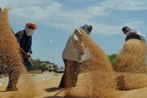 ਪੰਜਾਬ ਸਰਕਾਰ ਵੱਲੋਂ ਸੂਬੇ ਵਿੱਚ 1 ਅਪ੍ਰੈਲ ਅੱਜ ਤੋਂ ਕਣਕ ਦੀ ਸਰਕਾਰੀ ਖਰੀਦ ਸ਼ੁਰੂ ਕੀਤੀ ਜਾਵੇਗੀ