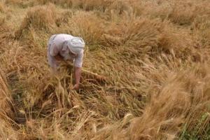 ਬੇਮੌਸਮੀ ਬਰਸਾਤ ਅਤੇ ਤੇਜ਼ ਹਵਾਵਾਂ ਕਾਰਨ ਖੇਤਾਂ ਵਿੱਚ ਖੜ੍ਹੀ ਪੱਕੀ ਕਣਕ ਦੀ ਫ਼ਸਲ ਅਤੇ ਮੰਡੀਆਂ ਵਿੱਚ ਭਾਰੀ ਨੁਕਸਾਨ ਹੋਇਆ 