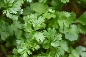 ਸਿਹਤ ਲਈ ਕਿਵੇਂ ਫ਼ਾਇਦੇਮੰਦ ਹੁੰਦਾ ਹੈ ਹਰਾ ਧਨੀਆ