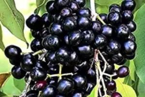 ਜਾਮੁਨ ਡਾਇਬੀਟੀਜ਼ ਨੂੰ ਕੰਟ੍ਰੋਲ ਕਰਨ ਲਈ ਲਾਹੇਵੰਦ ਫਲ