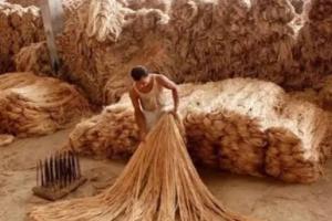 ਭਾਰਤ ਨੇ ਬੰਗਲਾਦੇਸ਼ ਤੋਂ ਜੂਟ ਅਤੇ ਸੰਬੰਧਿਤ ਫਾਈਬਰ ਉਤਪਾਦਾਂ ਦੇ ਆਯਾਤ 'ਤੇ ਤੁਰੰਤ ਪ੍ਰਭਾਵ ਨਾਲ ਪਾਬੰਦੀ ਲਗਾ ਦਿੱਤੀ