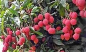 ਵਿਟਾਮਿਨ,ਖਣਿਜ,ਐਂਟੀ-ਆਕਸੀਡੈਂਟਸ ਅਤੇ ਡਾਇਟ੍ਰੀ ਫ਼ਾਈਬਰ ਨਾਲ ਭਰਪੂਰ ਲੀਚੀ