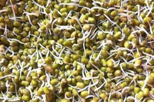 ਪੁੰਗਰੀ ਮੂੰਗੀ ਦੀ ਦਾਲ ਦਾ ਸੇਵਨ ਕਰਨ ਨਾਲ ਤੁਹਾਡਾ ਸਰੀਰ ਤੰਦਰੁਸਤ ਰਹੇਗਾ