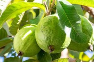 ਅਮਰੂਦ ਦੇ ਪੱਤੇ ਖਾਣ ਨਾਲ ਮਿਲਦੇ ਹਨ ਇਹ ਫ਼ਾਇਦੇ