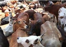  ਹਰਿਆਣਾ ਗਊ ਰੱਖਿਆ ਅਤੇ ਗਊ ਵਿਕਾਸ ਐਕਟ, 2015 ਦੀਆਂ ਧਾਰਾਵਾਂ 16 ਅਤੇ 17 ਨੂੰ ਗੈਰ-ਸੰਵਿਧਾਨਕ ਘੋਸ਼ਿਤ ਕਰਨ ਦੀ ਮੰਗ ਕੀਤੀ ਗਈ 