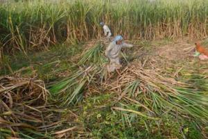 ਗੰਨਾ (ਸ਼ੁਗਰਕੇਨ) ਸਿਰਫ਼ ਇੱਕ ਮਿੱਠਾ ਫਲ ਹੀ ਨਹੀਂ