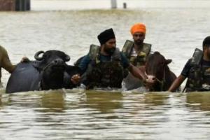 ਪੰਜਾਬ ਸਰਕਾਰ ਬਣੀ ਪਸ਼ੂਆਂ ਦੀ ਸੱਚੀ ਰੱਖਿਅਕ! ਸਿਰਫ਼ ਇੱਕ ਹਫ਼ਤੇ ਵਿੱਚ 1.75 ਲੱਖ ਤੋਂ ਵੱਧ ਪਸ਼ੂਆਂ ਨੂੰ ‘ਗਲ-ਘੋਟੂ’ ਤੋਂ ਬਚਾਇਆ