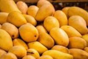 ਅੰਬ ਦੇ ਕਈ ਫਾਇਦੇ ਹਨ,ਪੌਸ਼ਟਿਕ ਤੱਤਾਂ ਨਾਲ ਭਰਪੂਰ