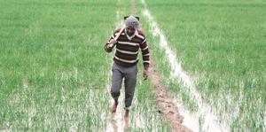 ਦੇਸ਼ ਵਿੱਚ ਕਿਸਾਨਾਂ ਨੂੰ ਸਭ ਤੋਂ ਵੱਧ ਮੁਆਵਜ਼ਾ ਦੇਣ ਵਾਲਾ ਰਾਜ ਬਣਿਆ ਪੰਜਾਬ