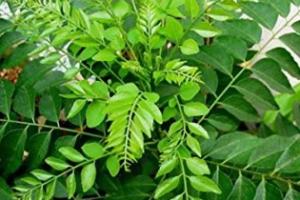 ਰੋਜ਼ ਖਾਲੀ ਪੇਟ ਚਬਾਓ ਕੜੀ ਪੱਤੇ