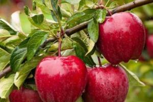 ਸੇਬ ਖਾਣ ਦੇ ਕਈ ਸਿਹਤਮੰਦ ਫਾਇਦੇ,ਸਰੀਰ ਨੂੰ ਤੰਦਰੁਸਤ ਤੇ ਚੁਸਤ ਰੱਖਣ ਵਿੱਚ ਮਦਦ ਕਰਦੇ ਹਨ