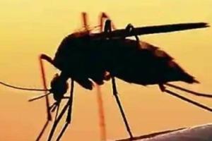 ਹਰਿਆਣਾ ਵਿੱਚ ਡੇਂਗੂ ਦੇ ਲਗਾਤਾਰ ਵੱਧ ਰਹੇ ਮਾਮਲੇ