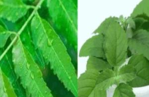 ਅੰਮ੍ਰਿਤ ਨਿੰਮ ਤੇ ਤੁਲਸੀ ਨਾਲ ਘਰ ‘ਤੇ ਹੇਅਰ ਸੀਰਮ 