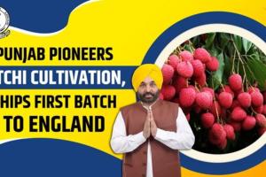 ਮਾਨ ਸਰਕਾਰ ਦੀ ਵੱਡੀ ਕਾਮਯਾਬੀ: ਪੰਜਾਬ ਲੀਚੀ ਦਾ ਨੰਬਰ-1 ਹੱਬ, ਕਿਸਾਨਾਂ ਦੀ ਆਮਦਨ 5 ਗੁਣਾ ਵਧੀ