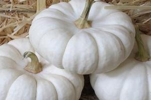 ਸਫੇਦ ਕੱਦੂ ਤੋਂ ਮਿਲਣ ਵਾਲੇ ਜਬਰਦਸਤ ਲਾਭ 