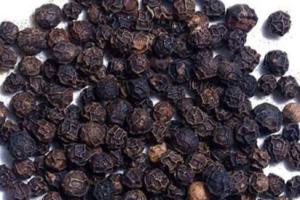 ਕਾਲੀ ਮਿਰਚ ਮਸਾਲਿਆਂ ਦਾ ਰਾਜਾ ਹੈ 