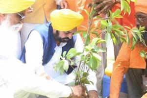 ਮਾਨ ਸਰਕਾਰ ਦਾ ਗ੍ਰੀਨਿੰਗ ਪੰਜਾਬ ਮਿਸ਼ਨ : ਰਿਕਾਰਡ 12,55,700 ਰੁੱਖ ਲਗਾਉਣ ਨਾਲ ਪੰਜਾਬ ਬਣਿਆ 'ਹਰਿਆਲੀ ਜ਼ੋਨ, ਸੂਬੇ ਦੀ ਸਭ ਤੋਂ ਵੱਡੀ ਵਾਤਾਵਰਣ ਪ੍ਰਾਪਤੀ