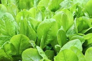 Health Tips: ਸਰਦੀਆਂ ਵਿੱਚ ਇਨ੍ਹਾਂ ਤਰੀਕਿਆਂ ਨਾਲ ਆਪਣੀ ਖੁਰਾਕ ਵਿੱਚ ਪਾਲਕ ਸ਼ਾਮਲ ਕਰੋ, ਤੁਹਾਨੂੰ ਭਰਪੂਰ ਆਇਰਨ ਮਿਲੇਗਾ